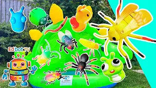 Kids Learn | Bug Insect Names at the Dino Pool: Bee Slug Fly Ladybug Snail Jewel Beetle