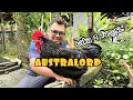 Download Lagu ✅️ Ramai Penternak Minat Ayam Australorp? Ini Sebabnya!
