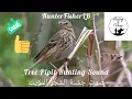 Download Lagu صوت جشنة الشجر للصيد - صوت جذب المويّت Tree Pipit Recall Sound For Hunting #pipit #birds #birdcalls