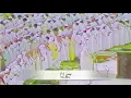 Download Lagu Surah Yasin (Yasin) | Ali Jaber على جابر | with English Translation