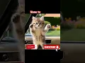 Download Lagu kitten dancing in the car #trending #cat #cute #funny