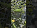 THE FIRST CHARLESTON GRAY WATERMELON TO POLLINATE