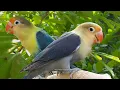 Download Lagu Lovebird Chirping Sounds - Parblue Violet Fischer \u0026 Parblue Torquoise Fischer