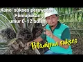 Download Lagu Kunci sukses perawatan dan urutan pemupukan umur sawit 0-12 bulan