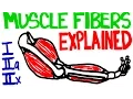 Muscle Fibers Explained - Muscle Contraction and Muscle Fiber Anatomy