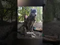 Download Lagu Lobo Gigante: ¡Un Fenómeno de la Naturaleza! 🐺✨#Naturaleza #Animales #Curiosidades #Fauna