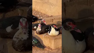 بط بلدي بط مصري بط سوداني بط بح اكسبلور اكسبلور فولو المدينة المنورة طيور بط مسكوفي دواجن 