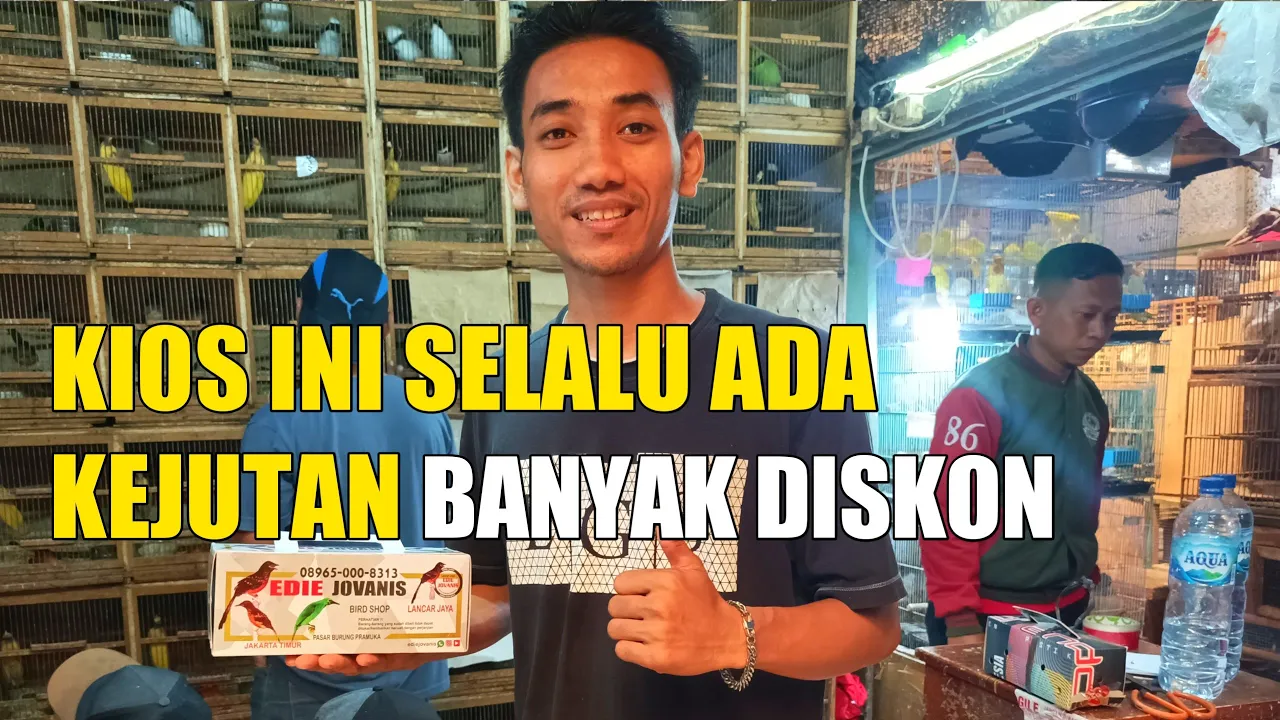 Kios limited edition, burung ini dulu jutaan sekarang 2ekor 500rb kini rebutan