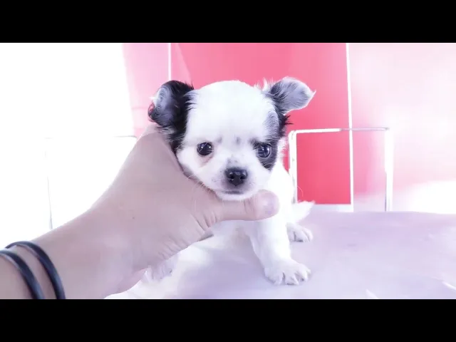 動画