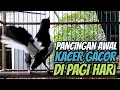 Download Lagu SUARA PIKAT BURUNG KACER GACOR NGEPLONG PAGI!! MASTERAN KACER BUAT TERAPI KACER AGAR CEPAT BUNYI!