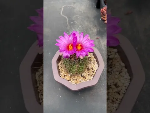 Te recomiendo este género de cactus 🌵