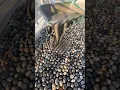 Download Lagu Indian pebble stone flooring #construction #technique #concrete #viralvideo #shorts