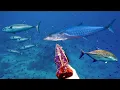 Download Lagu SPEARFISING MONSTER TENGGIRI DAN IKAN TUNA GIGI ANJAI 