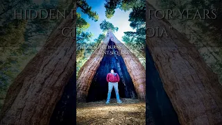 Nature’s hidden wonders 🌲🔥Did you know? Giant sequoias can hold fire within for years.