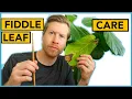 Fiddle Leaf Fig Care Houseplant How-to Ep 18