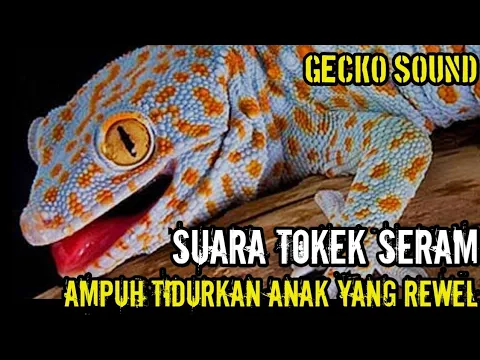 Download MP3 Suara Tokek, Gecko Sound, เสียงตุ๊กแกน่ากลัว, Suara Tokek Pengantar Tidur