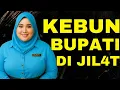 Download Lagu KISAH IBU BUPATI KUAT MEMINTA BANTUAN DENGAN SOPIR NYA UNTUK MENANAM P1S4N6