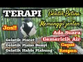Download Lagu Terapi gelatik batu macet, malas bunyi dan habis mabung dengan suara gelatik betina + gemericik air