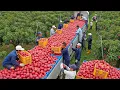 Download Lagu Harvest Paradise 🍓 Watch 50+ Times Farmers Picked the Most Delicious Fruits and Vegetables