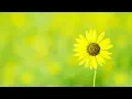 Flower PS4 Level 1 YELLOW Walkthrough No Commentary Gameplay Thatgamecompany Game