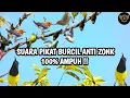 Download Lagu Suara Pikat Burung Sogok Ontong Ribut||Pikat Sogon Paling Ampuh||Sogon Susah Turun||100% Anti Zonk