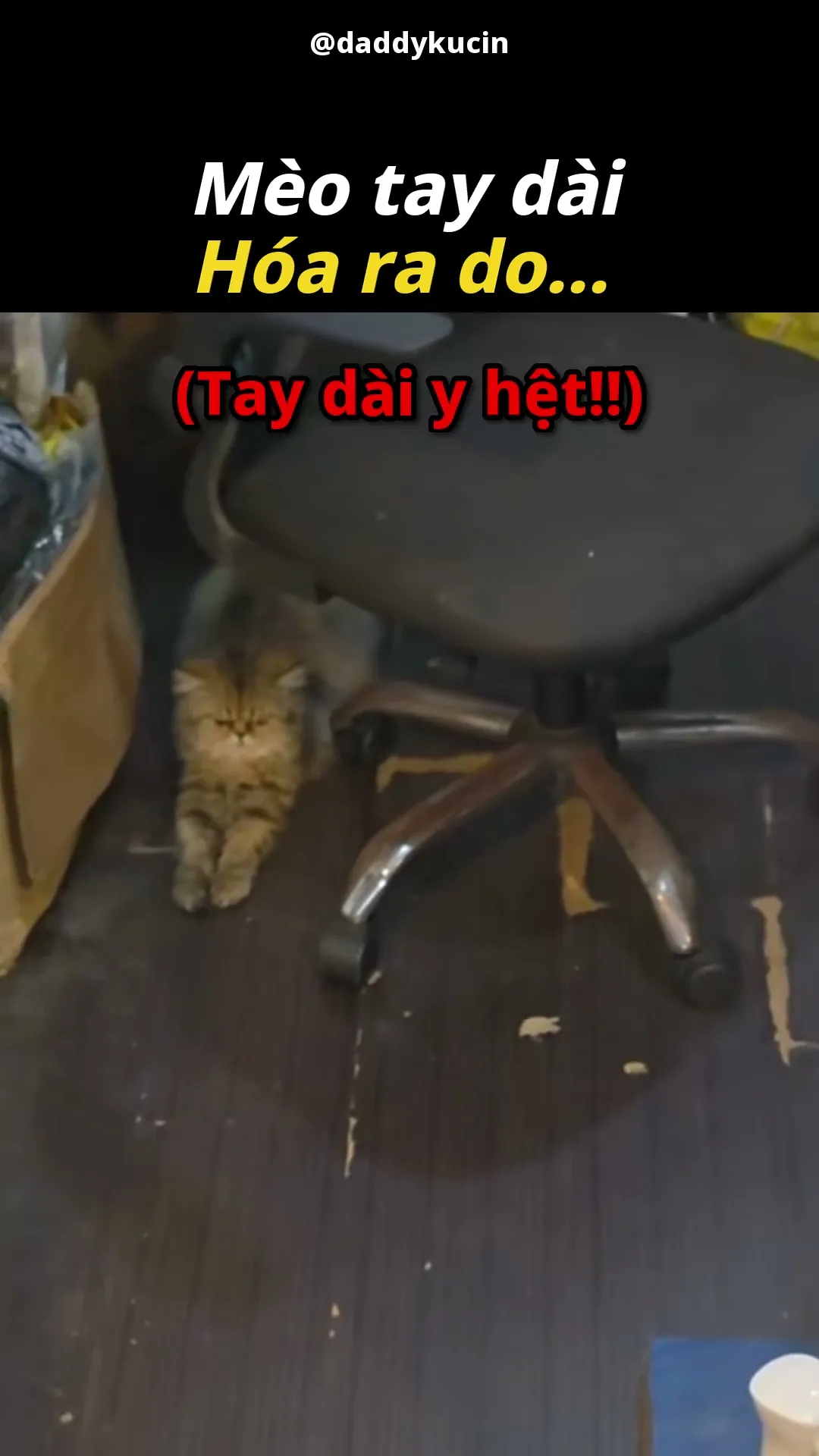 Tay Dài Di Truyền 😹🐾