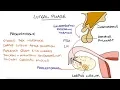 Understanding the Menstrual Cycle