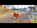 Download Lagu SEEING Village HORSES in the NETHERLANDS | Natural back sounds