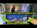Download Lagu 125 GALLON SALTWATER PREDATOR GROW OUT AQUARIUM