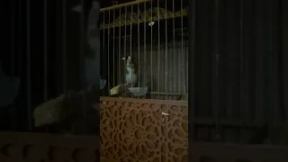 خلوي مغربي يترنم بتغاريد من البلبل و وتغاريد العندليب ماشاء الله 