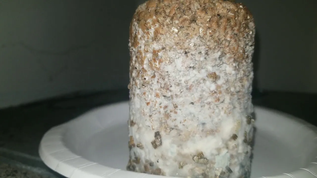 How to spot contamination in your mycelium