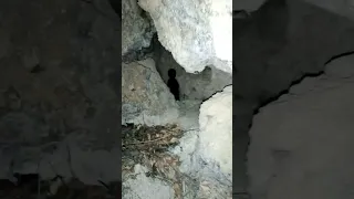 حارس المغارة واللؤلؤة الزرقاء عالم الكنوز والدفائن 