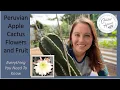 Peruvian Apple Cactus Flowers to Fruit