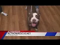 Adopt a furry friend from Petfinder com and ActNow Rescue