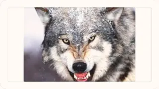 ماجتني دنيا على الكيف ياذيب 