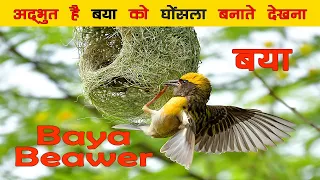Download Baya (बया) Nesting Video- Baya Weaver Building her Nest - A documentary on how Baya builds her nest. MP3