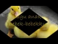 #laguanak2 Lagu  Anak Bebek Berenang