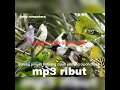 Download Lagu suara ribut--  kutilang/cipoh jantung/cipoh daun/prinjak-- @hobynusantara5159