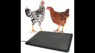Chicken Coop Heater Pad Review