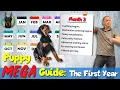 Doberman Puppy 101 What to Expect Each Month Raising a Doberman