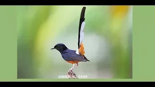 suara burung murai batu mp3 download