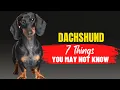Dachshund Adoption What You Need to Know Before Bringing One Home Dogs Genesis