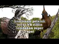 Download Lagu masteran pelatuk beras VS cililin super rapat cocok untuk lomba