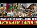Download Lagu 🔴 BURUNG RAWATAN BUNYI HARGA BAHAN TINGGAL PILIH MASIH DIJALUR PROMO 0838-7553-6945