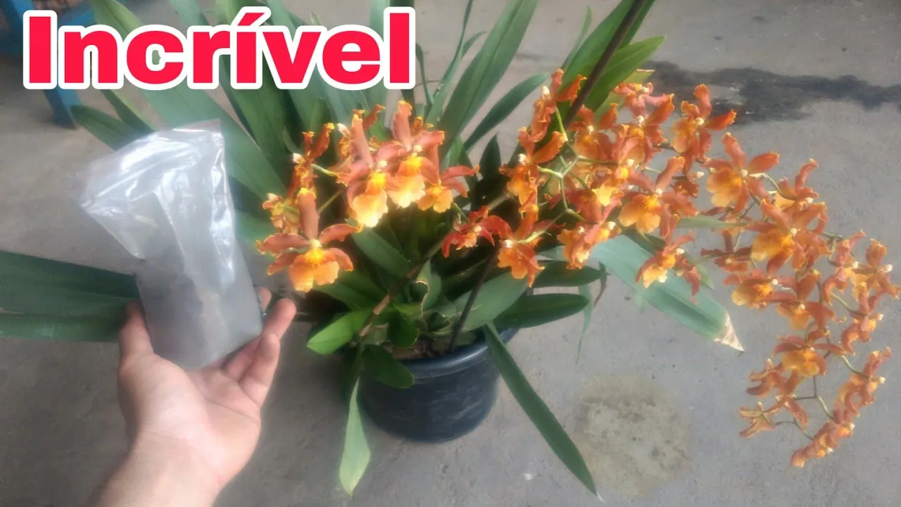 OLHA O QUE ESSE ADUBO FEZ EM MINHA ORQUÍDEA