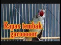 Download Lagu kapas tembak gacor buka ekor (tutorial official) shorts