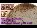 Download Lagu CARA PEMBERIAN PAKAN BIBIT NILA / LARVA IKAN NILA YANG BAIK DAN BENAR AGAR CEPAT BESAR