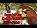 Seramnya suara burung Kadalan Sulawesi | Warkeke | Burung Bala' | Yellow-Billed Malkoha