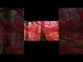 Download Lagu 🍁 Autumn Bliss  Vibrant Forests Adorn the Ro #musica #music #lofi #workfocus