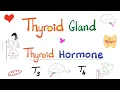 The Thyroid Gland - Thyroid Hormone T3 T4